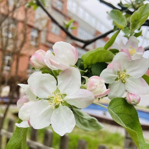 你好吖，苹果树🍎