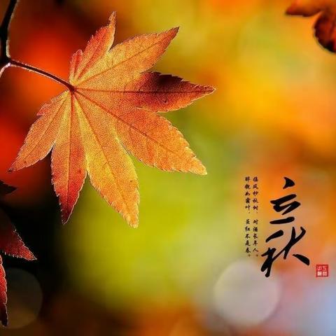 小鲤鱼美篇