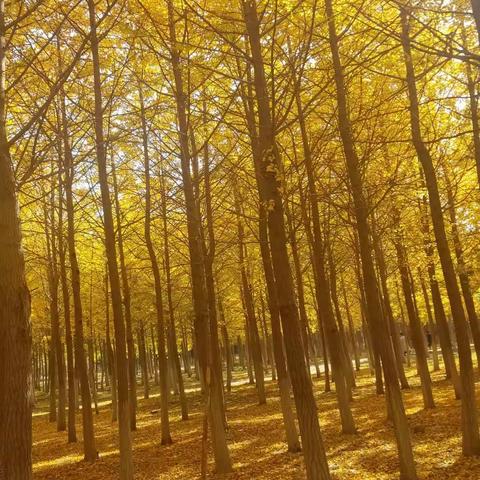 2019年11月8日姐妹享乐在小树林