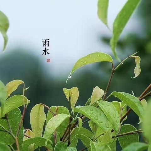 传承中华传统文化——二十四节气“雨水”