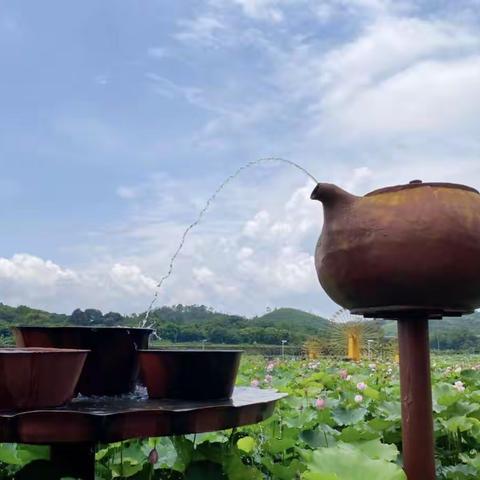 “荷”你相约！高州这里的百亩荷花，美翻整个夏天