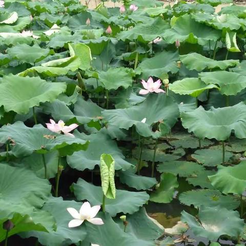 20180705赏花一日游