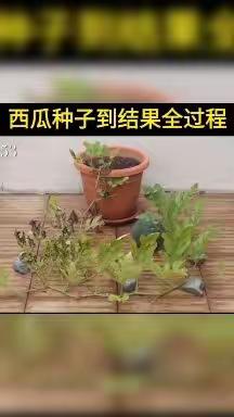 音乐活动《种瓜》