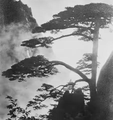 1933年 郎静山 《迎客松》