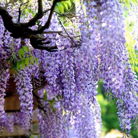 紫藤花开，独绽一方----分水初中英语组线下教研 2020.4.9