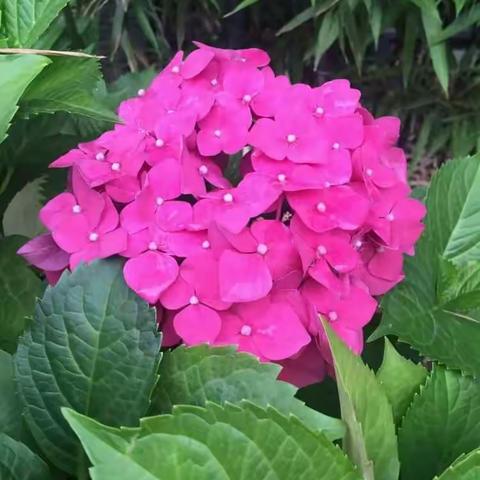 花的海洋