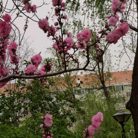 为了思念的花期