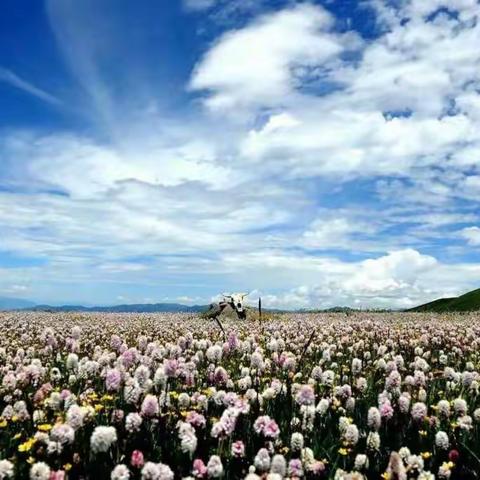 金川云顶花海
