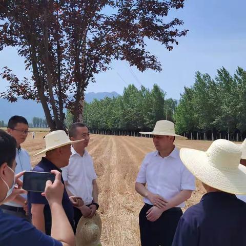 长安区委书记调研三夏粮食收播工作