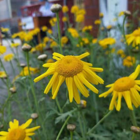 春回万物苏，龙塘乡中学喜迎七八年级学生返校