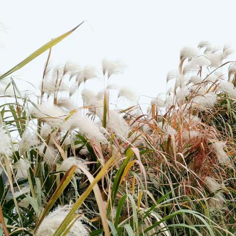 芦花雪 （歌词）/  任善炯 词