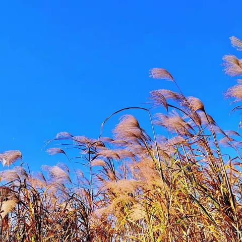 芦苇荡漾 天空晴朗