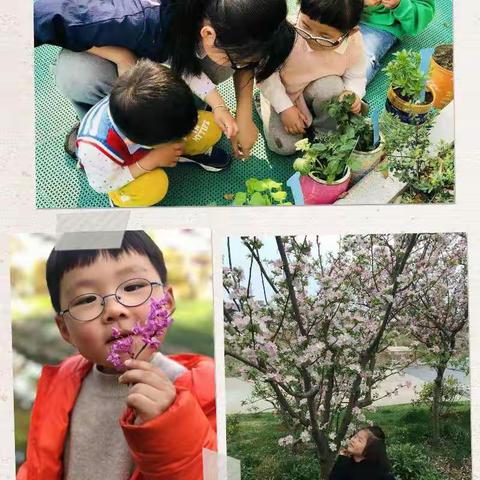 2017年度小班第二学期第二个探究主题——春季植物的变化