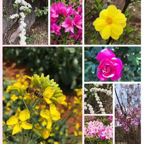 走进春天  播种希望  放飞快乐          —— 记路美邑小学科普教育实践活动