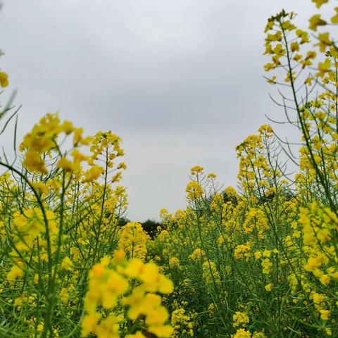 周末小时光，十里油菜花