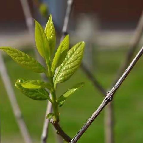 初赛如嫩芽，互学长硕果——濮阳县小语六坊研训赛初赛纪实