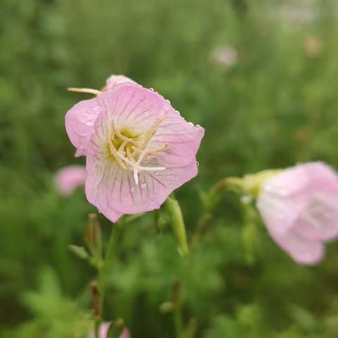 雨中花