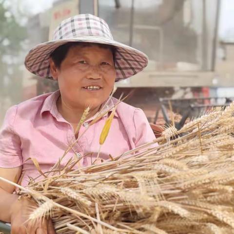 小麦丰收的季节