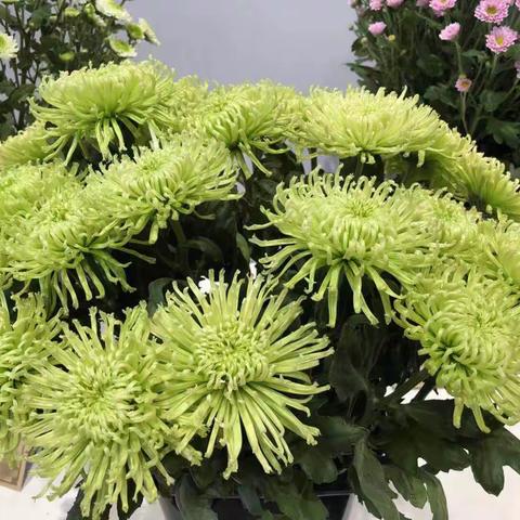 纪念我们的二姑