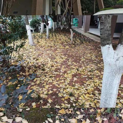 三年级第十六周总结