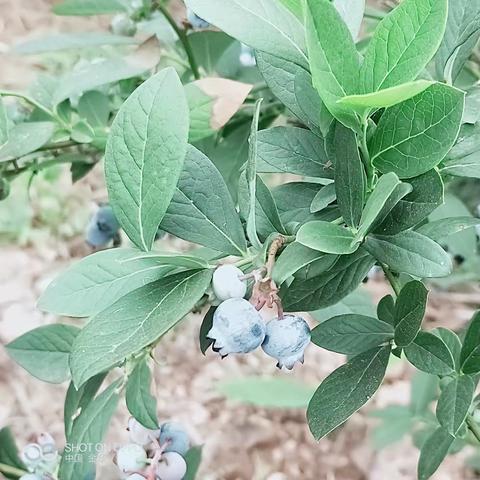 蓝莓的滋味