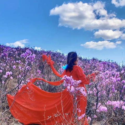 暢享映山紅、浪漫游豐寧-2023豐寧山花節