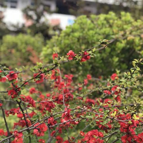 驿城区胡庙乡吴楼小学安全教育日活动