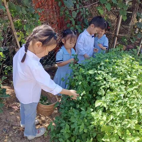 节约爱粮 不负“食”光——记新辉幼儿园开展节粮爱粮主题活动报道