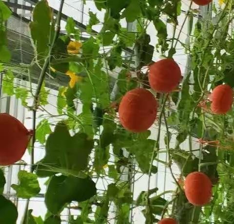 中兴学校三年级11班杨梓云农博园一日游