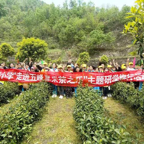 清风茶韵畅美景，茶香悠悠采茶忙——茅坪镇中心小学四(3)班研学之旅