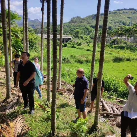 为切实解决我区部分建档立卡贫困户种植的槟榔受黄化病灾害影响的问题