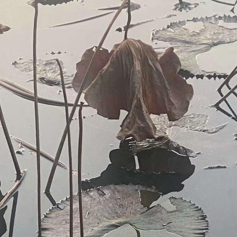 忆荷·迎新