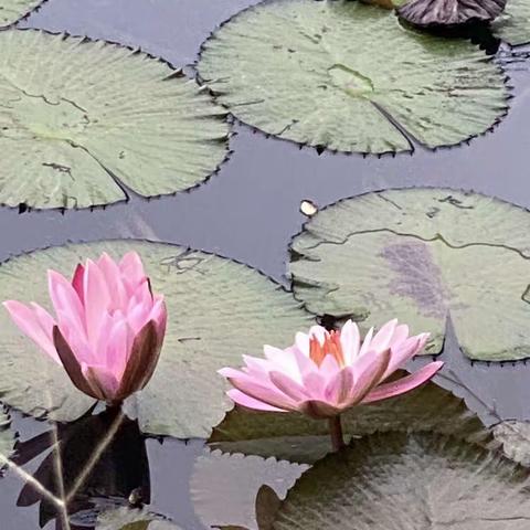 临水