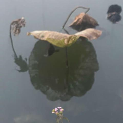 枯荷的天空