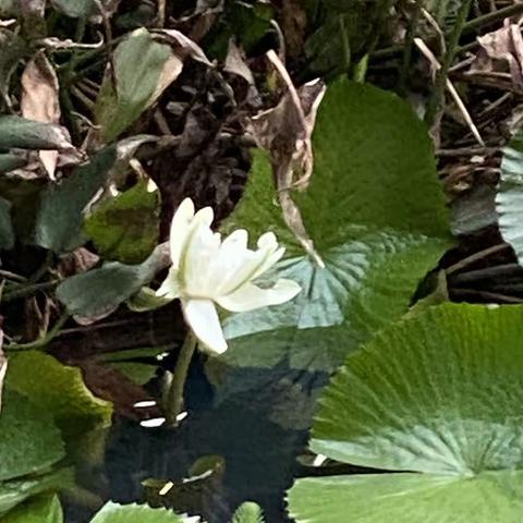观水望影