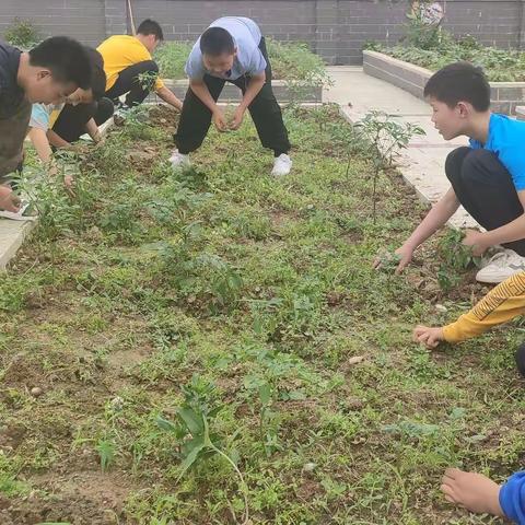 "阳春布德泽，万物生光辉"劳动实践活动 ﻿一一记六年级(1)，(6)班的孩子劳动现场