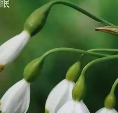 清明——时雨纷纷  日落冢眠