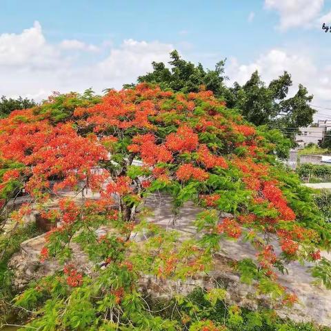 名师引领促成长  情绪调节心愉悦——记珠海金湾一小心理健康教育送教活动