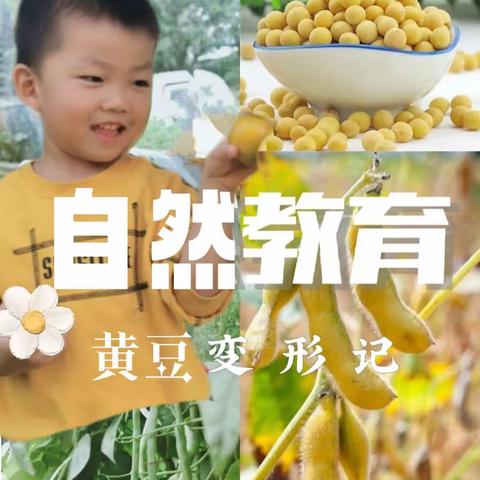 黄豆变形计——食育课程