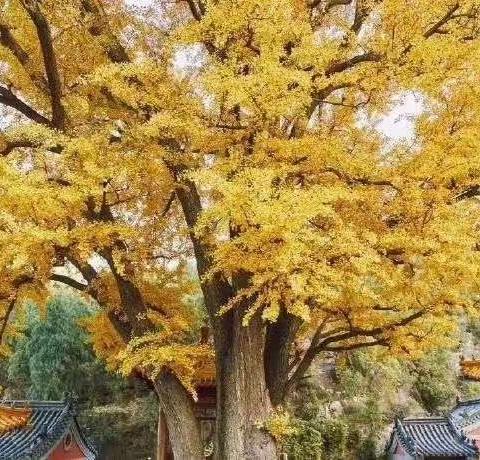 遇见秋天——大二班我眼中的秋天小记