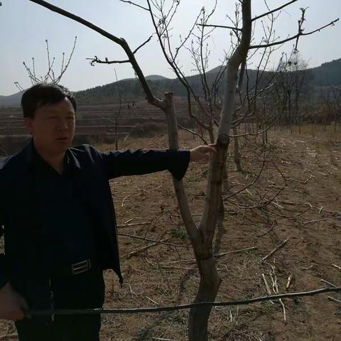 核桃提质增效在合室乡、潞华办、成家川检查工作进展情况