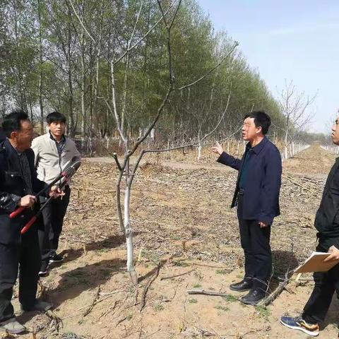 林业工作站下乡检查核桃提质增效开展情况