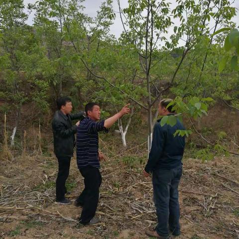 核桃提质增效工作在黄牛蹄乡检查进展情况