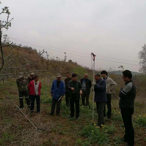 林业局技术人员到微子镇督察核桃提质增效工作的进展情况