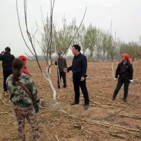 核桃提质增效工作掠影