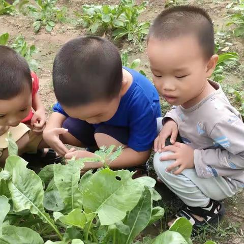 小兔班的宝贝们 —— 走进种植园，亲近大自然