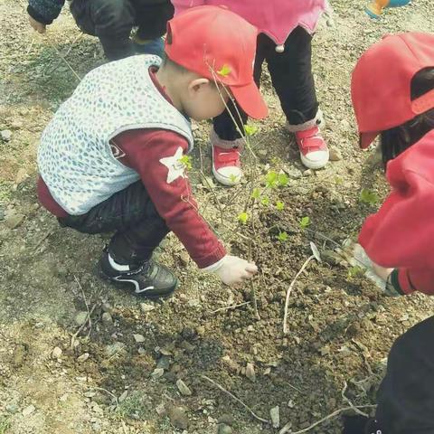 大同幼儿园3月12日植树节活动――种下一片绿色 争做护绿使者