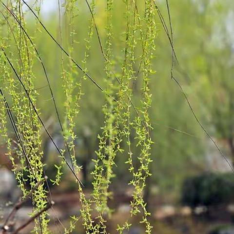 初春，我們聞著雨後清新的泥土氣息，尋找春姑娘足迹，捡一片小小的树叶，制作成专属我们的书中记忆！