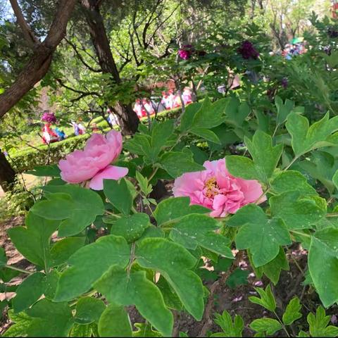 唯有牡丹真国色，花开时节动京城