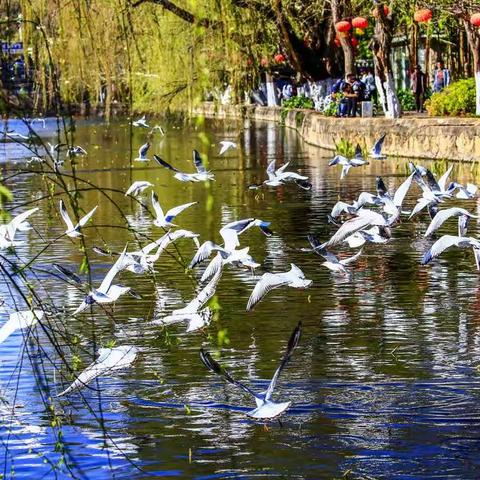 翠湖公园--红嘴鸥